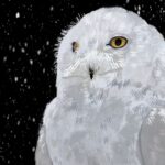 Digital illustration of a white owl in close-up against a black background