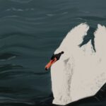 Illustration of a white swan floating on deep green water.