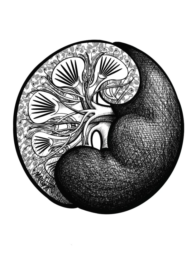 Pen and ink drawing of a kidney in cross section, abstracted to resemble a yin-yang symbol.