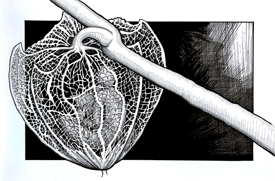 Pen and ink drawing of a white net-like form growing from a stalk, with a gray organic form inside it, against a dark background.